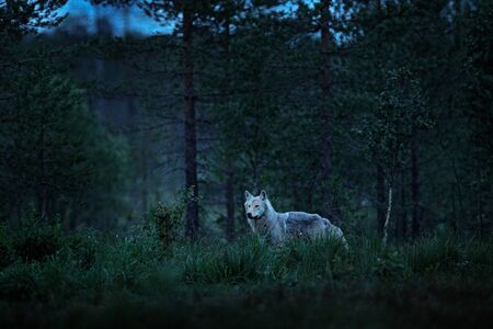 Wolf from Finland. Gray wolf, Canis lupus, in the spring light, in the forest with green leaves....