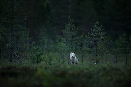 Wolf from Finland. Gray wolf, Canis lupus, in the spring light, in the forest with green leaves. Wolf in the nature habitat. Wild animal in the Finland taiga. Wildlife nature, Europe.の写真素材