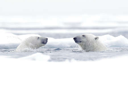 Polar bear dancing on the ice. Two Polar bears love on drifting ice with snow, white animals in the nature habitat, Svalbard, Norway. Animals playing in snow, Arctic wildlife. Funny image from nature.の写真素材