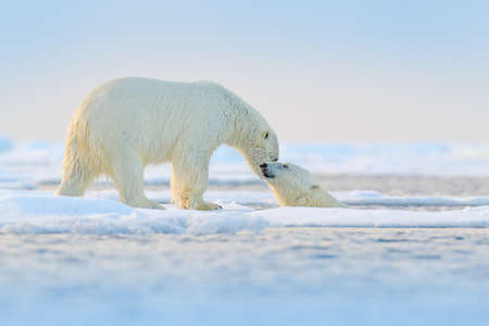 Polar bear swimming in water. Two bears playing on drifting ice with snow. White animals in the nature habitat, Alaska, Canada. Animals playing in snow, Arctic wildlife. Funny nature image.の写真素材