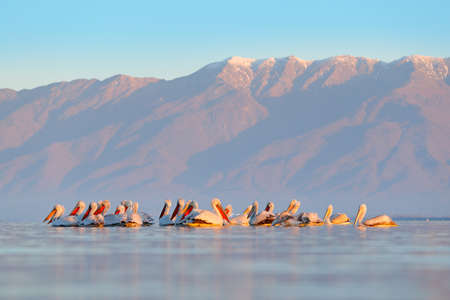 Bird in the water. Dalmatian pelican, Pelecanus crispus, landing in Lake Kerkini, Greece. Pelican...