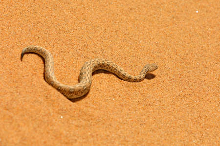 Bitis peringueyi, PÃ©ringuey's Adder, poison snake from Namibia sand desert. Small viper in the nature habitat, Namib-Naukluft Park in Africa. Wildlife scene from nature, reptile behavior, sunny day.の写真素材