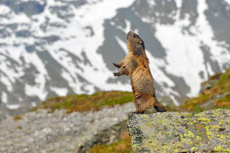 Cute fat animal Marmot, sitting in the grass with nature rock mountain habitat, Alp, Italy. Wildlife scene from wild nature. Funny image, detail of Marmot.の写真素材