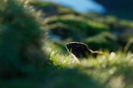 Cute fat animal Marmot, sitting in the grass with nature rock mountain habitat, Alp, Italy. Wildlife scene from wild nature. Funny image, detail of Marmot.の写真素材
