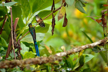 Blue-throated Toucanet, Aulacorhynchus prasinus, green toucan in the nature habitat, Colombia.の写真素材