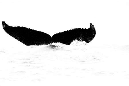 Black and white nature art. Humpback whale, Megaptera novaeangliae, tail caudal fin of baleen whale in the sea water. Wildlife scene from nature, wild Arctic, Svalbard in Norway.の写真素材