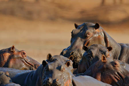 Herd of hippos. African Hippopotamus, Hippopotamus amphibius capensis, with evening sun, Mana Pools, Zimbabwe. Danger animal in the water. Wildlife scene from African nature. Big mammal in the lake.の写真素材