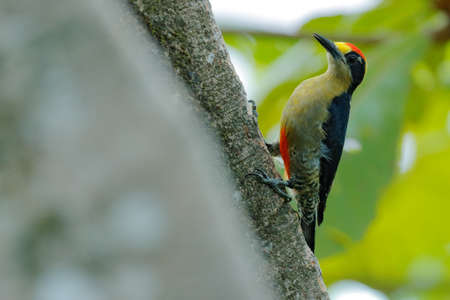 Golden-naped woodpecker, Melanerpes chrysauchen, sitting on tree trink with nesting hole, black and...