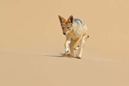 Bearded Helmet-crest, Oxypogon guerinii stuebelii, beautiful crest hummingbird from Colombia. Bird from Los Nevados National Park. Animal in the nature habitat.の写真素材