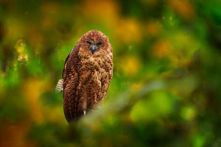Pel's fishing owl, Scotopelia peli, beautiful bird in the forest tree habitat, Okavango delta,...
