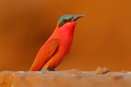 Carmine Bee-eater, Merops nubicoides, Zambezi, Mana Pools NP, Zimbabwe in Africa. Wildlife scene from Africa. Portrait of pink red bee-eater in the sand habitat. Widlife scene from nature.の写真素材