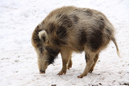 Single wild pig on the snowy  courtyard