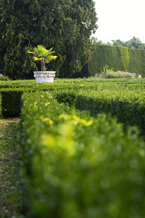 Flower-pot in the midle of low bush labyrinthの写真素材