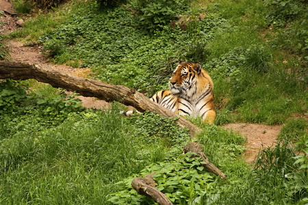 Tiger lying in the grass by the tree trunkの写真素材