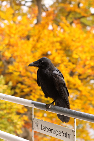 Black big raven on the white railingの写真素材