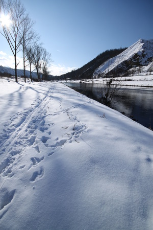 River bank covered by snow with ski traces and line of treesの写真素材