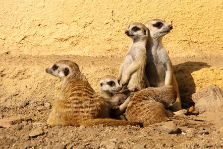 Group of suricates standing and laying in the sand and dirtの写真素材