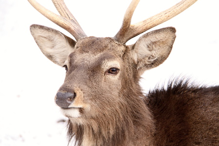 Isolated hart head detail on the white backgroundの写真素材