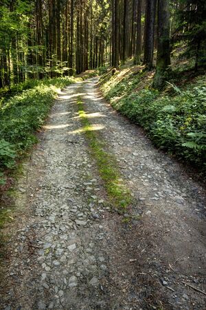 Road in the middle of the forrestの写真素材