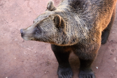 Hairy bear on the dirty floorの写真素材