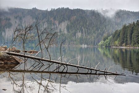 Lake in the woods with fallen tree