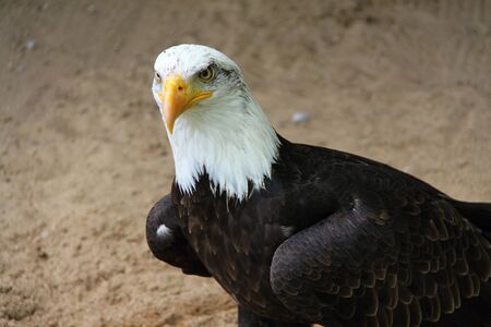 Eagle sitting on the sandy groundの写真素材
