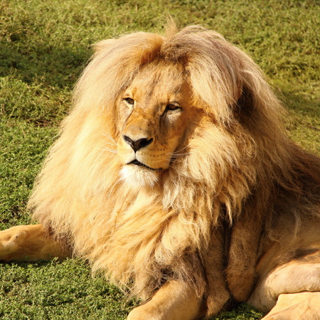 Lion head with the hairy maneの写真素材