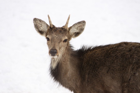 Head and front part of body of younf buck on white backgroundの写真素材