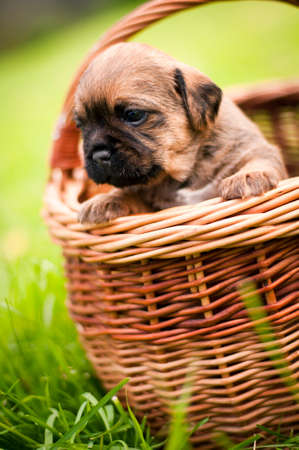 Puppyの写真素材
