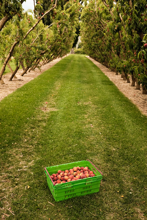 Nectarines are now picked at the New Zealand orchard, getting ready for selling across the World.の写真素材