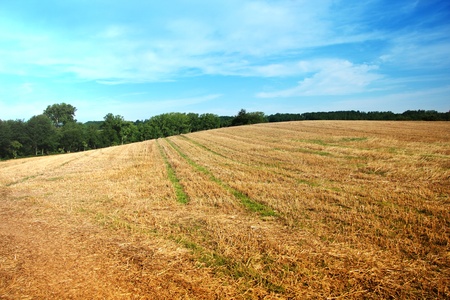 Summer landscape with yelow field and blue skyの写真素材