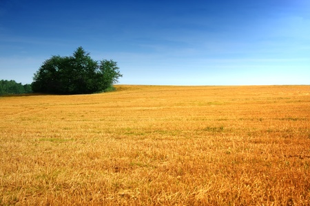 Summer landscape with yelow field and blue skyの写真素材