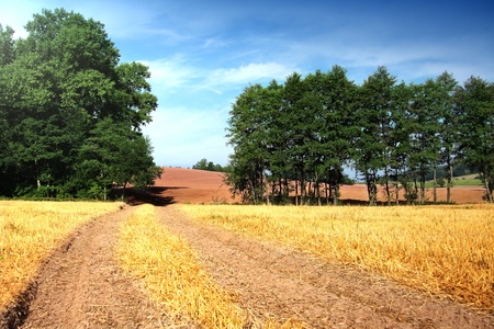 Summer landscape with yelow field, road and cloudsの写真素材