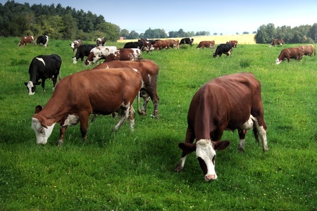 Cows grazing on a green summer meadowの写真素材