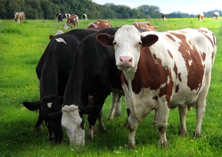 Cows grazing on a green summer meadowの写真素材