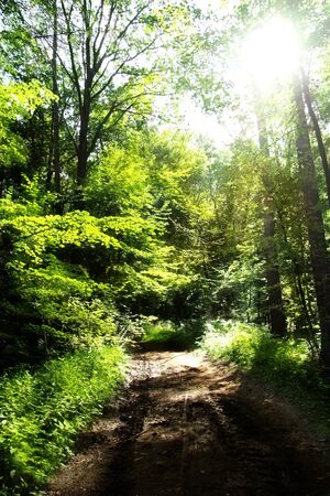 Sunlight in the green forest, summer timeの写真素材