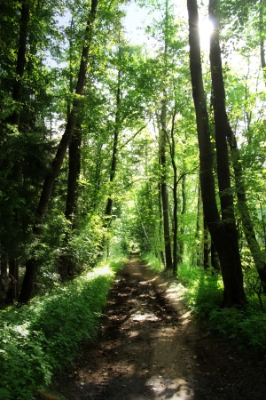Sunlight in the green forest, summer timeの写真素材