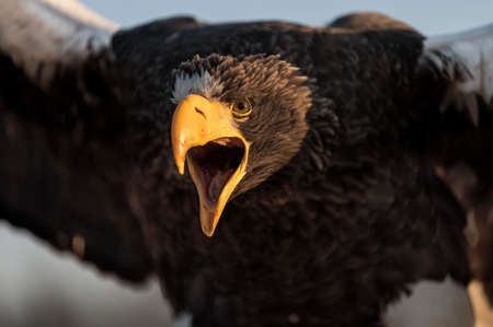 Angry and attacking stellers sea eagle (haliaeetus pelagicus)の写真素材