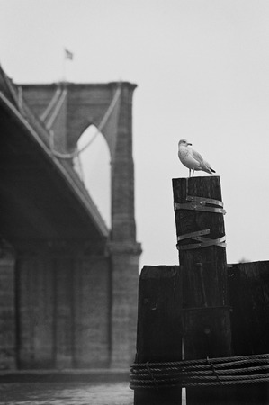 seagull sitting on a pier in front of Brooklyn Bridgeの写真素材