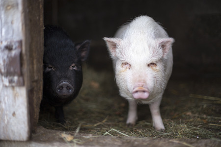 Portrait of two small Vietnamese pigs black and white colorの写真素材