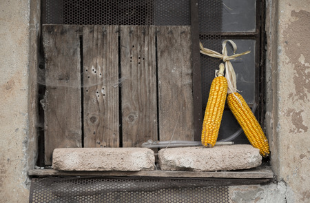 Corn in the window on the country house with cobwebsの写真素材