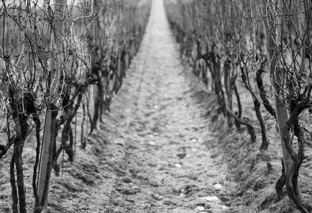Old vine wineyard in winter, central composition, black and whiteの写真素材