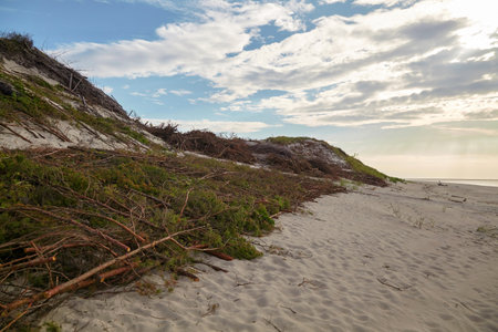 Protecting sand dunes from errosion. Coastal fortification