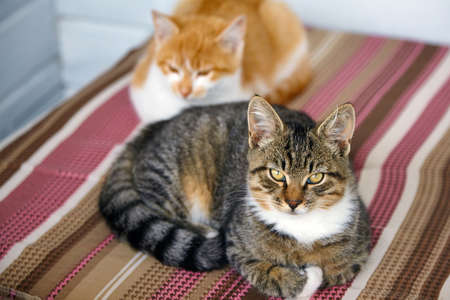 Gray cat and ginger cat lie on a striped pillowの写真素材