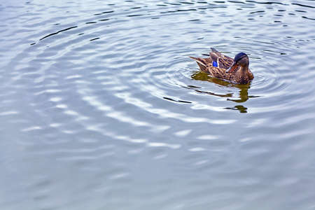 Lonely female mallard duck in a pond against a background of water ripples