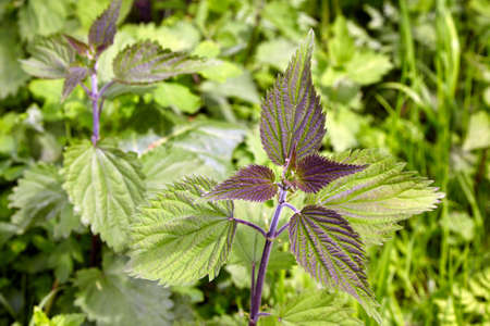 Young nettles on a green lawn. Medicinal herb. Natural medicine