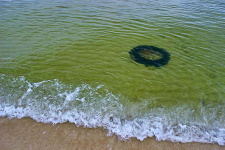Old car tire at sea. The problem of pollution of the world's oceans. Selective focusの写真素材