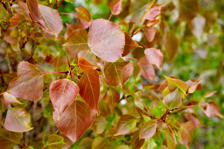 Young poplar leaves of a red shade in a spring forest. Red leaf