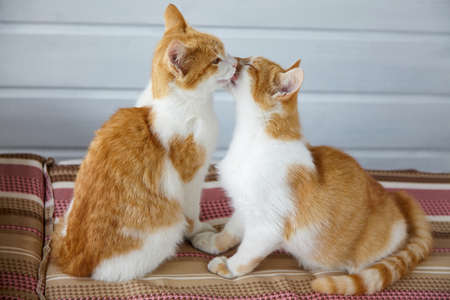 Two red kittens lick each other on the striped sofa cushions.の写真素材