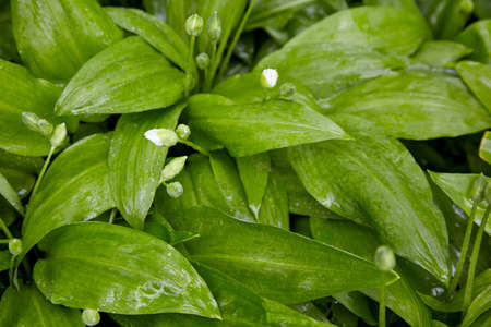 Blooming wild garlic with rain dew drops in the spring park. top view with copy space